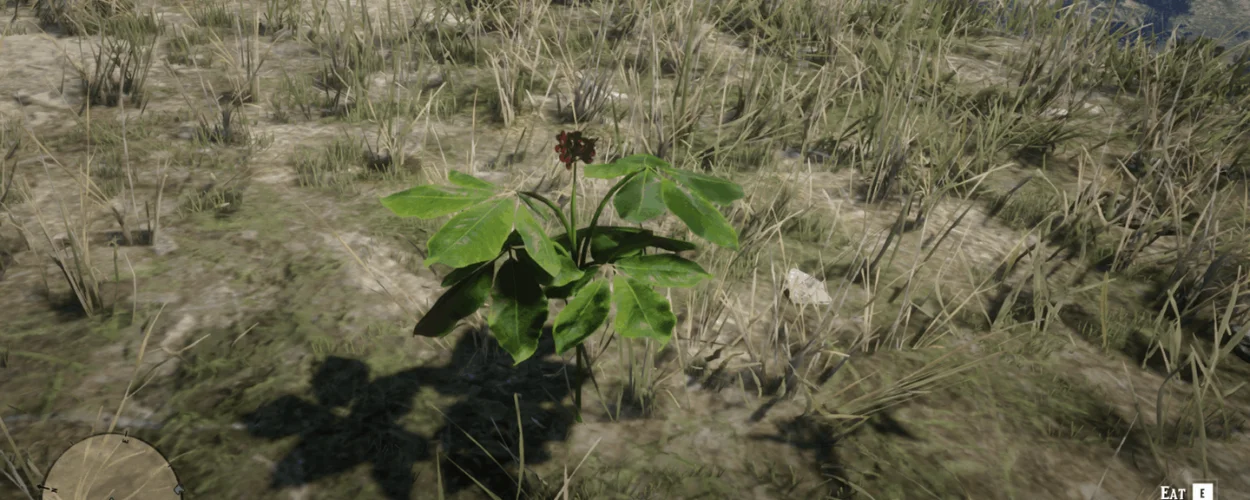 American Ginseng RDR2