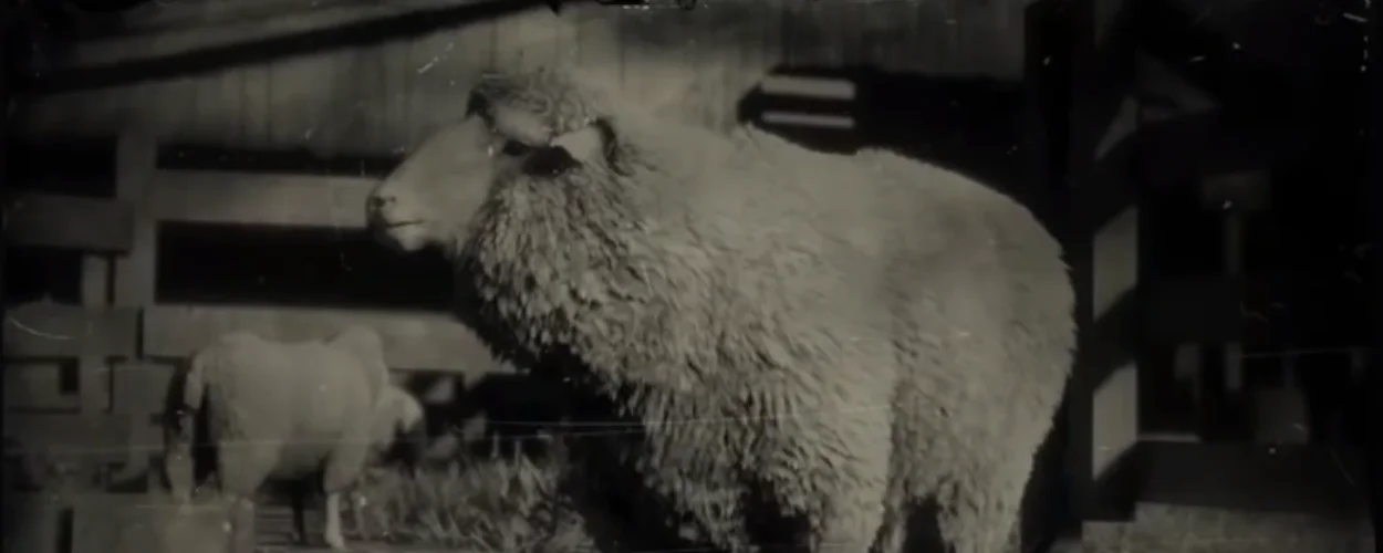 RDR2 Sheep Location