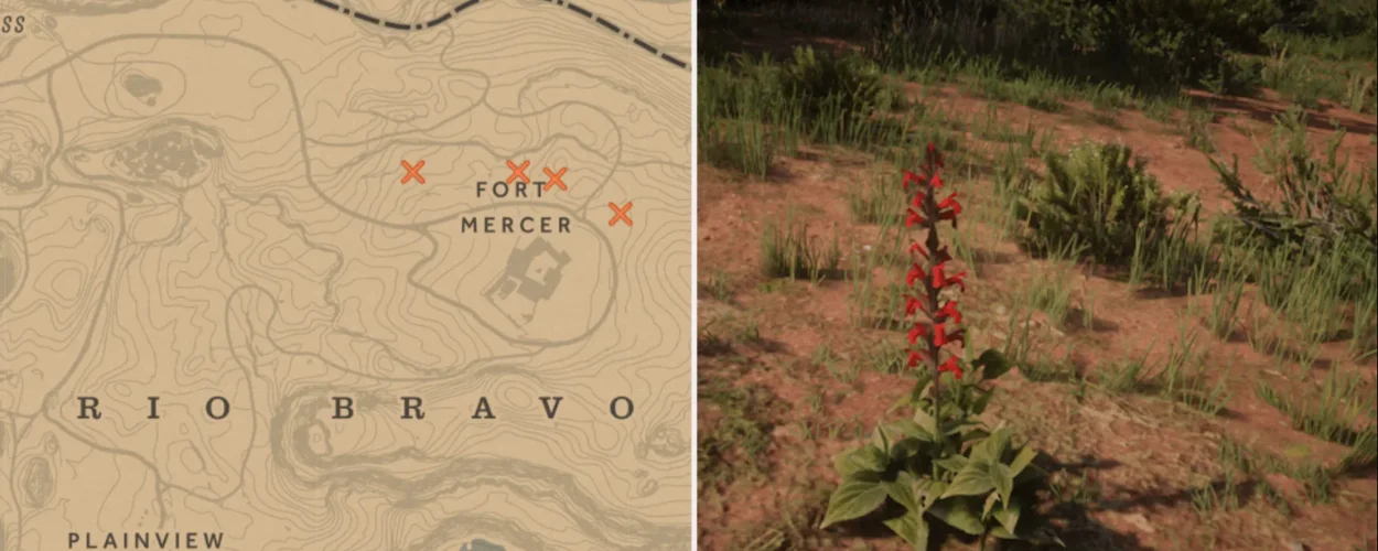 Oleander Plant RDR2