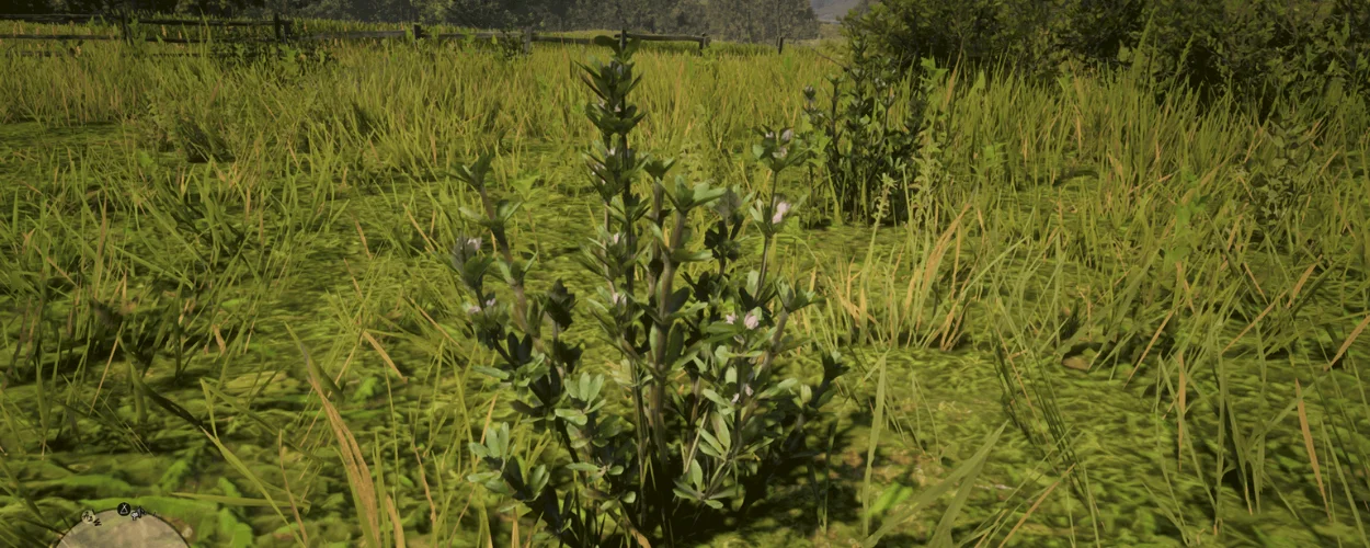Creeping Thyme RDR2