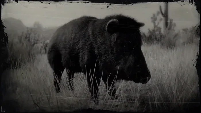 Collared Peccary Pig RDR2